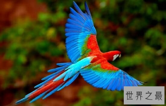 世界十大美丽鸟类排行榜，让我们领略大自然的美。