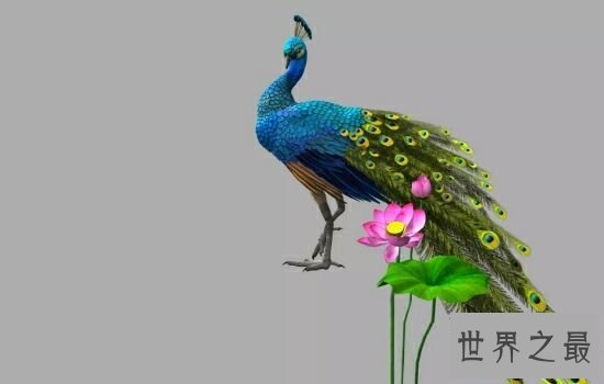 世界十大美丽鸟类排行榜，让我们领略大自然的美。