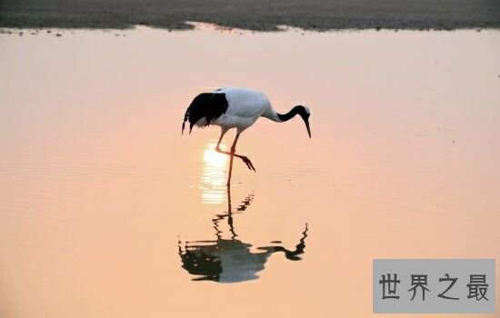世界十大美丽鸟类排行榜，让我们领略大自然的美。
