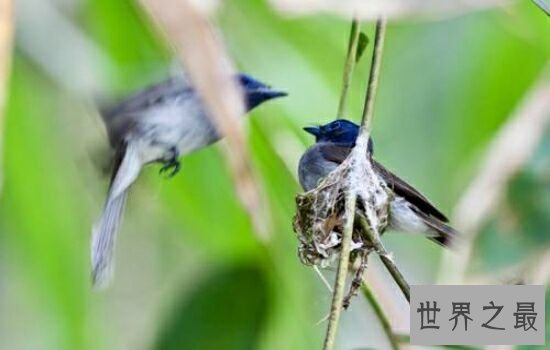 世界十大美丽鸟类排行榜，让我们领略大自然的美。
