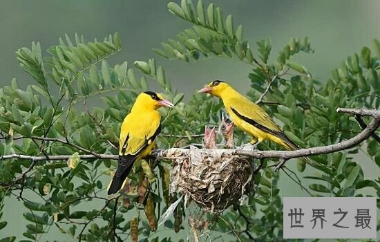 世界十大美丽鸟类排行榜，让我们领略大自然的美。