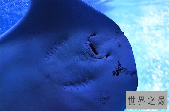 世界上最奇特的鱼，水滴鱼绝对是最奇葩的鱼没有之一