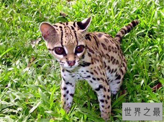 世界十大禁养名猫，国家二级保护动物“猞猁”非常之凶残