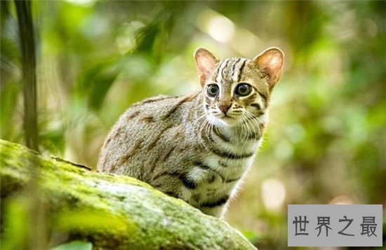 世界十大禁养名猫，国家二级保护动物“猞猁”非常之凶残