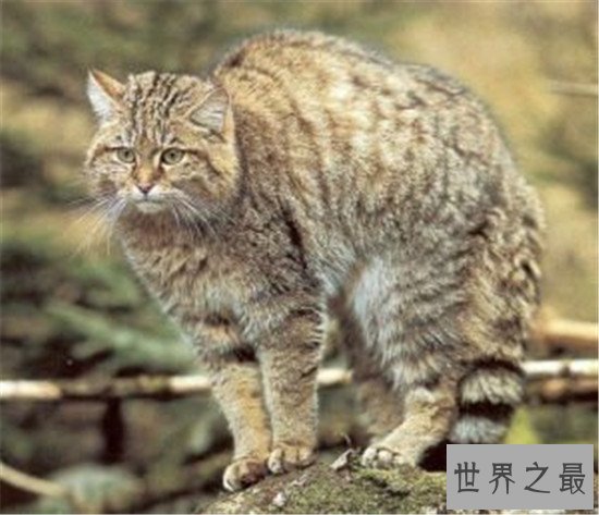 世界十大禁养名猫，国家二级保护动物“猞猁”非常之凶残