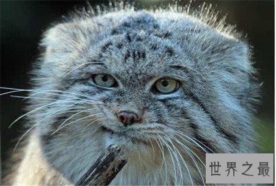 世界十大禁养名猫，国家二级保护动物“猞猁”非常之凶残