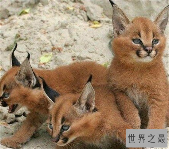 世界十大禁养名猫，国家二级保护动物“猞猁”非常之凶残