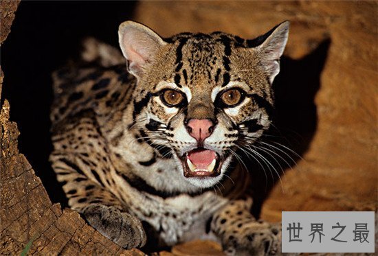 世界十大禁养名猫，国家二级保护动物“猞猁”非常之凶残