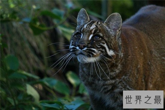 世界十大禁养名猫，国家二级保护动物“猞猁”非常之凶残