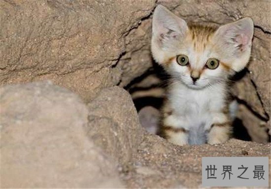 世界十大禁养名猫，国家二级保护动物“猞猁”非常之凶残