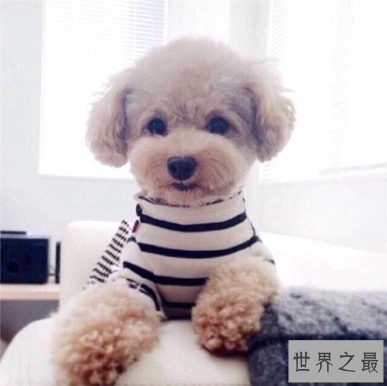 世界上十大最可爱的狗狗，“银狐”可爱到你无法想象