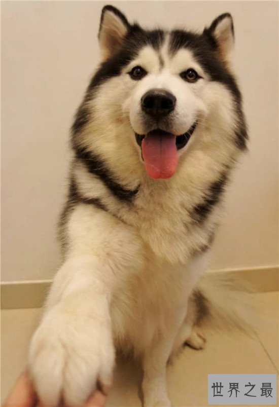 世界上十大最可爱的狗狗，“银狐”可爱到你无法想象