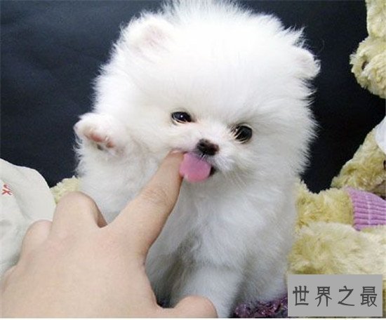 世界上十大最可爱的狗狗，“银狐”可爱到你无法想象