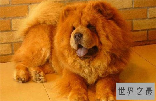 世界上十大最可爱的狗狗，“银狐”可爱到你无法想象