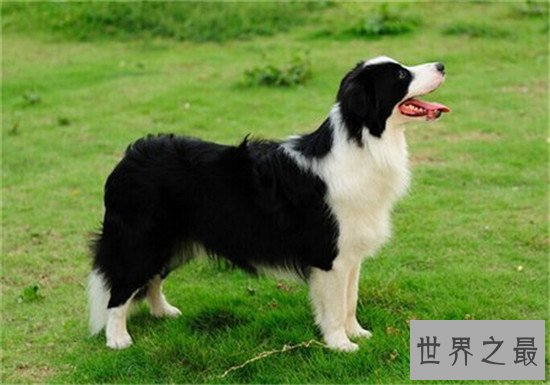 世界上十大最可爱的狗狗，“银狐”可爱到你无法想象