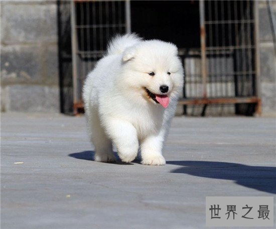 世界上十大最可爱的狗狗，“银狐”可爱到你无法想象