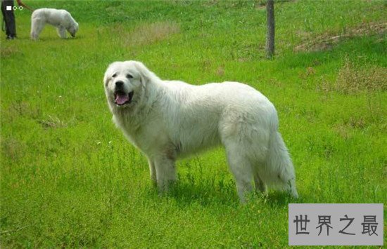 世界上十大最可爱的狗狗，“银狐”可爱到你无法想象