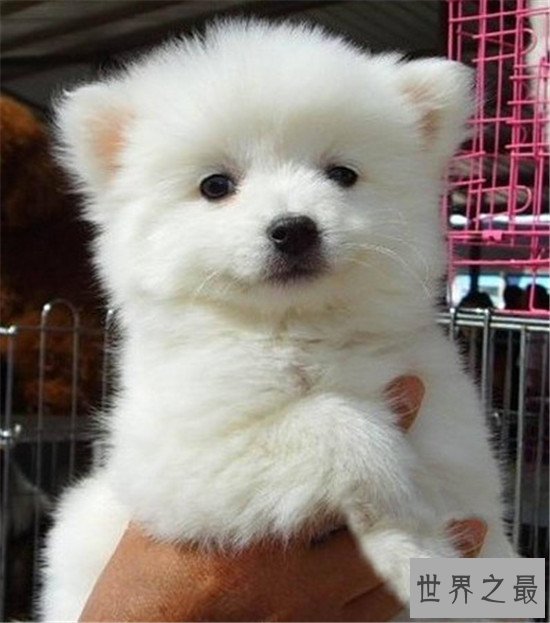 世界上十大最可爱的狗狗，“银狐”可爱到你无法想象
