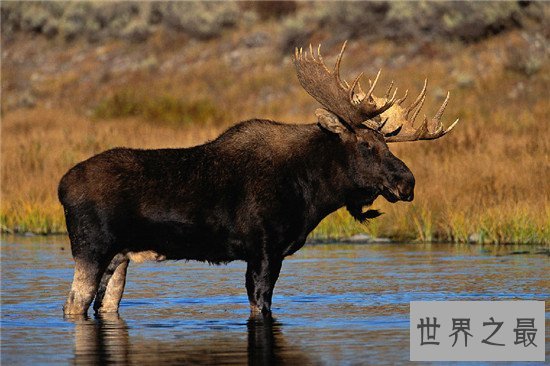 世界上最大的鹿，两米八的驼鹿见过没有