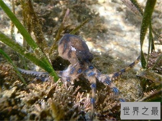 世界上最毒的动物，内陆太攀蛇一点毒液足以杀死百人！