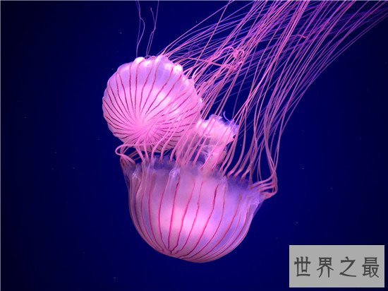 世界上最毒的动物，内陆太攀蛇一点毒液足以杀死百人！