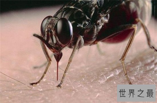 世界上最危险的十大昆虫，亚洲大黄蜂的毒性可不是吹出来的