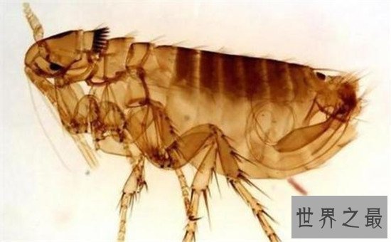 世界上最危险的十大昆虫，亚洲大黄蜂的毒性可不是吹出来的