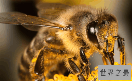 世界上最危险的十大昆虫，亚洲大黄蜂的毒性可不是吹出来的
