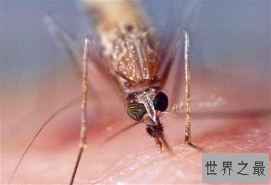 世界上最危险的十大昆虫，亚洲大黄蜂的毒性可不是吹出来的