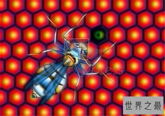 世界上最危险的十大昆虫，亚洲大黄蜂的毒性可不是吹出来的