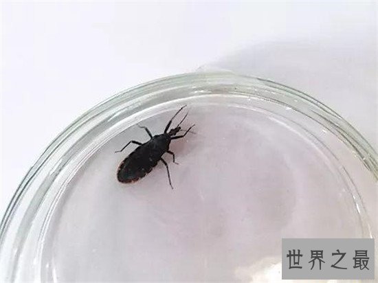 世界上最危险的十大昆虫，亚洲大黄蜂的毒性可不是吹出来的