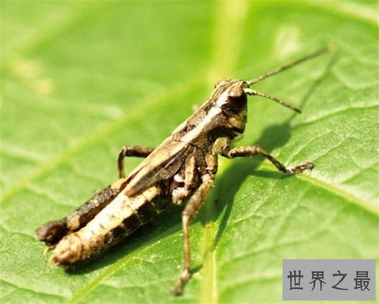 世界上最危险的十大昆虫，亚洲大黄蜂的毒性可不是吹出来的