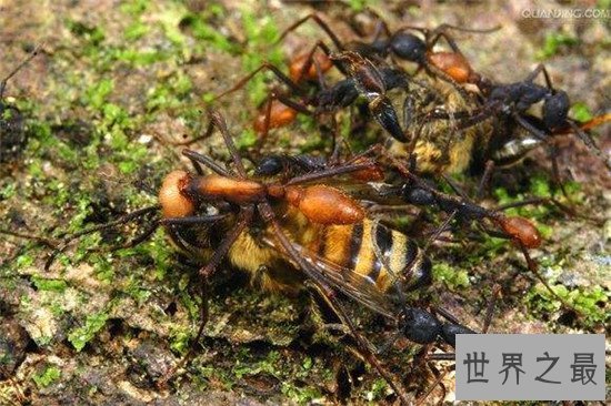 世界上最危险的十大昆虫，亚洲大黄蜂的毒性可不是吹出来的