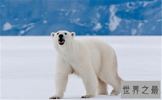 世界上最美的十大动物，白虎的美可是无法用言语来形容的