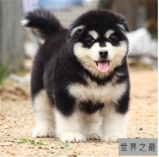 世界上最美的十大动物，白虎的美可是无法用言语来形容的