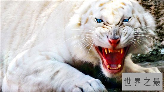 世界上最美的十大动物，白虎的美可是无法用言语来形容的