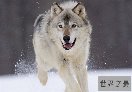 世界上最美的十大动物，白虎的美可是无法用言语来形容的