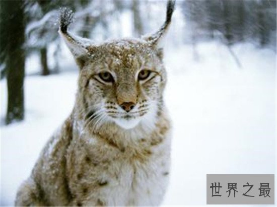 世界上最美的十大动物，白虎的美可是无法用言语来形容的