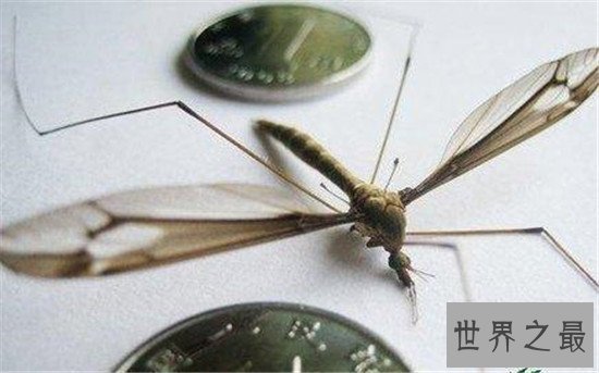 世界上最大的蚊子，巴掌大的蚊子你见过吗？