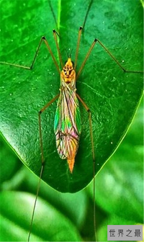 世界上最大的蚊子，巴掌大的蚊子你见过吗？
