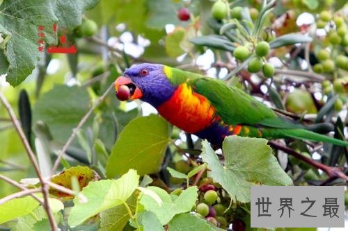 世界十大美丽鸟类,第一擅长各种把戏会讲人话