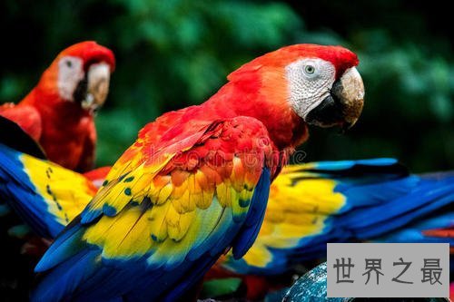 世界十大美丽鸟类,第一擅长各种把戏会讲人话