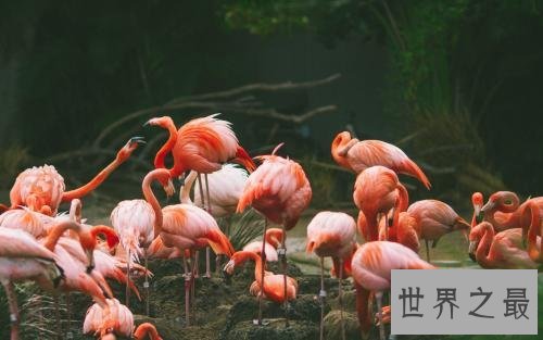 世界十大美丽鸟类,第一擅长各种把戏会讲人话