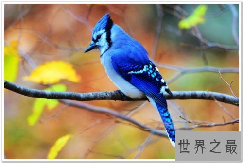 世界十大美丽鸟类,第一擅长各种把戏会讲人话