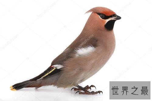 世界十大美丽鸟类,第一擅长各种把戏会讲人话