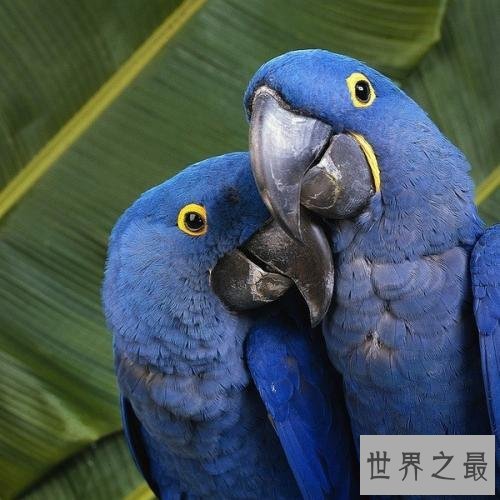 世界十大美丽鸟类,第一擅长各种把戏会讲人话