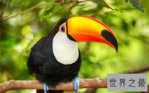 世界十大美丽鸟类,第一擅长各种把戏会讲人话