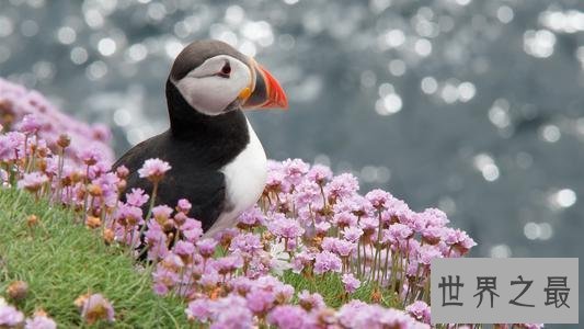 世界十大美丽鸟类,第一擅长各种把戏会讲人话