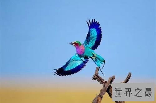 世界上最美的鸟,孔雀只排第二