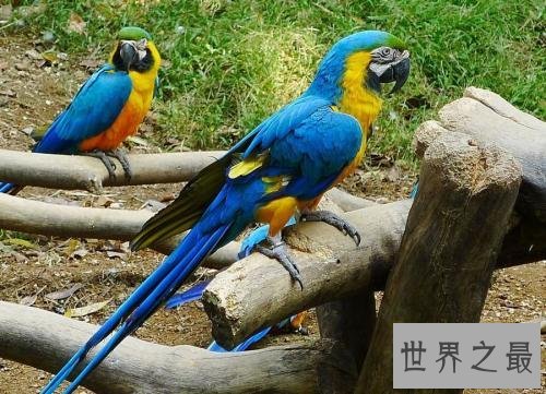 世界上最美的鸟,孔雀只排第二